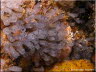 Blue-throated Ascidians