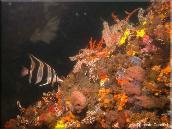 Truncate Coralfish