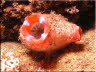 Red-lipped Ascidian