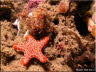 Mosaic Sea Star 2 
